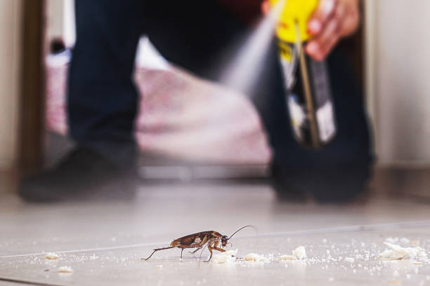 Best Residential Pest Control  in Laughlin Af, TX